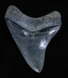 Beautiful Inch Megalodon Tooth - Venice, Florida #1873-1